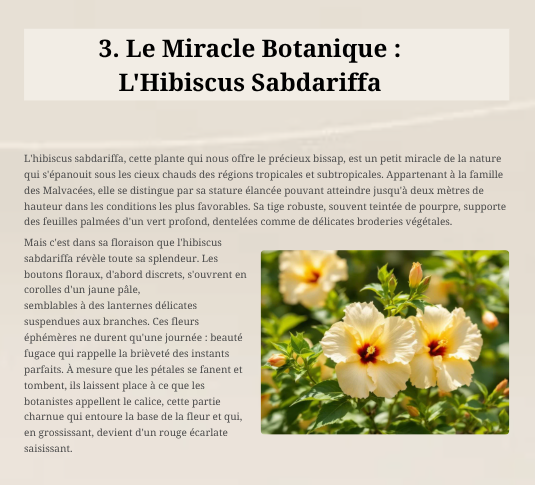 E-Book | LE GRAND LIVRE DU BISSAP